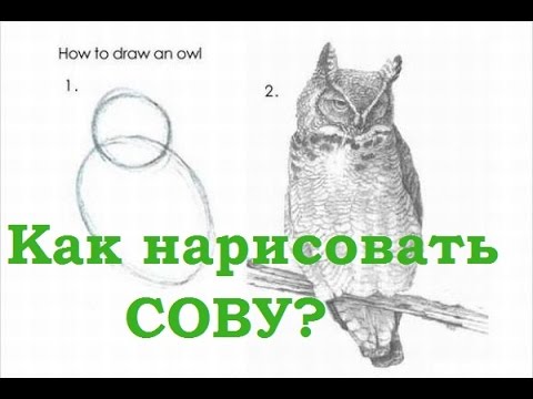 Как нарисовать сову за 10 минут? (How to draw an Owl?)