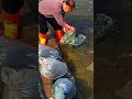 Fish seed releasing precise method process #fishing #aquaculture