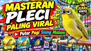 MASTERAN PLECI PALING VIRAL ‼️ Nembak Wit Wit Zipper