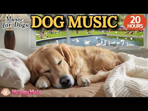 강아지가 좋아하는 음악🐶💖강아지 수면 음악 20시간🐶🎵강아지 분리불안을 줄여주는 음악🎵강아지 스트레스를 낮춰주는 진정 음악🎵외출할때 출근할때 꼭 틀어주세요 by 힐링메이트