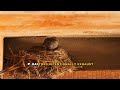 Peregrine Falcon Territory and Evolution Explained