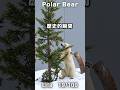『バキッ！』リラがマツの木を折った瞬間 #ホッキョクグマ #polarbear #shorts