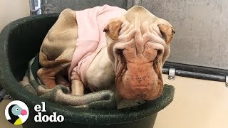 El drástico cambio de una perrita abandonada solo con amor | El Dodo