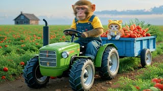 Bin Bon Monkey Drives Tractor To Collect Tomatoes And Rescue Kittens On The Farm