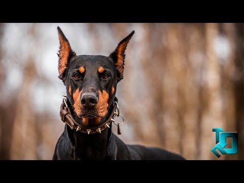 Видео: 10 самых умных пород собак