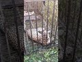tiger / tiger sound / বাঘ / rescue #wildliferescue #rescue #tiger #wild #viral #viralchallenge #1k