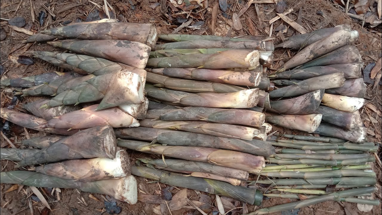 หมานคัก‼️เข้าป่าหาหน่อไม้หลังฝนตกสองวัน