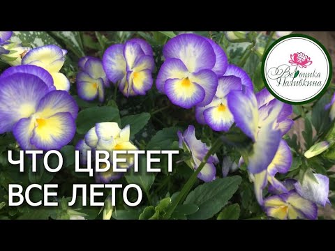 Какие растения цветут все лето