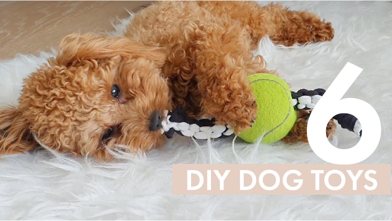 6 super simple DIY dog toys to keep your hound happy - RSPCA South Australia