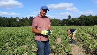 Kensons Farm - Organic Gem squash - harvest time!