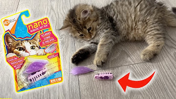 My Review of HEXBUG Nano Robotic Cat Toy