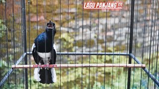 Kacer Lagu Panjang-Panjang, Bagus Buat Pancingan Kacer Anda !!!