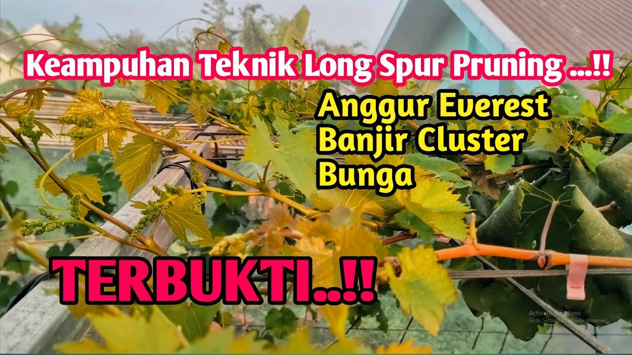 Teknik Pruning Long Spur Terbukti Ampuh! Anggur Everest Bawa Banyak Bunga!