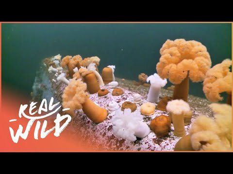 Sinking Ships To Build Coral Reefs | The Blue Realm | Real Wild