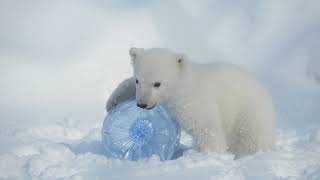 Humphrey, the polar bear cub from the Toronto Zoo