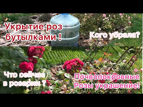 Video: Bouvardia (26 Fotografií): Starostlivosť O Kvety Doma. Ružové A Biele Odrody
