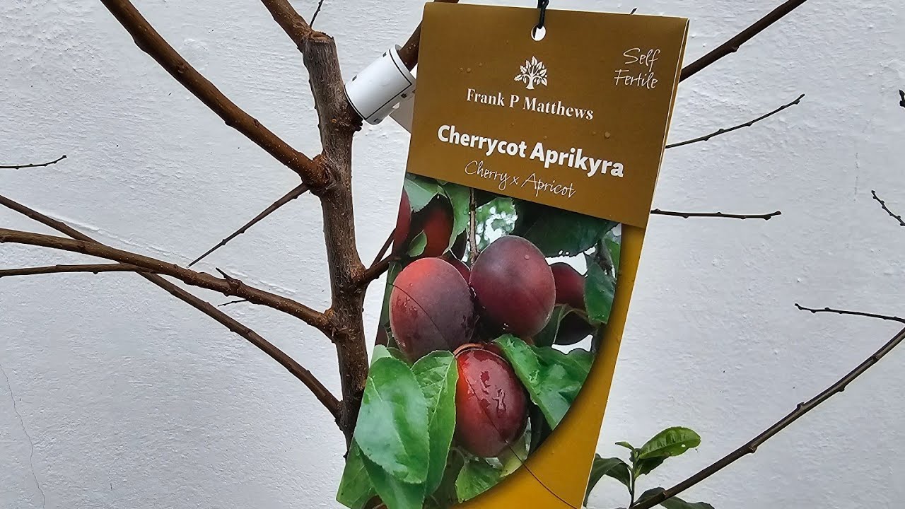 Cherry-Apricot Hybrid: the Cherrycot (Aprikyra) - YouTube