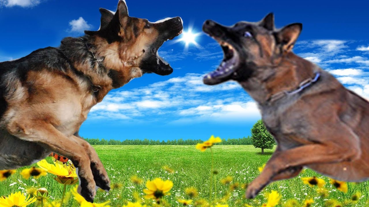 German Shepherd vs Belgian Malinois Highlights - YouTube