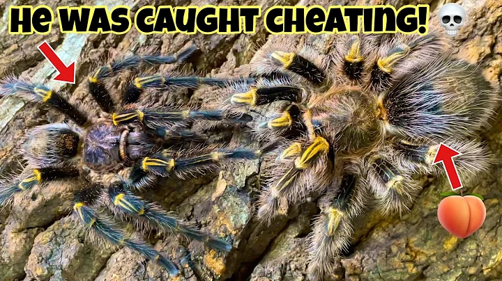 Chaco golden knee breeding didnt go as expected!!!!