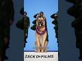 The Hero War Dog 🐶| “Ye fact aapko hila dega 😳” #shorts #viral