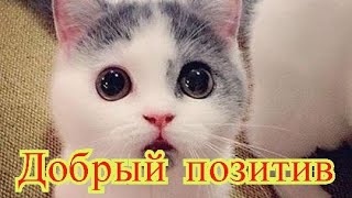 Смешное про животных Приколы с котами Видео про котов Кошки Позитив Создай себе хорошее настроение