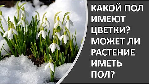 3. Какой пол имеют цветки? Может ли растение иметь пол?