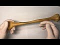 Плечевая кость - Humerus, курс нормальной анатомии