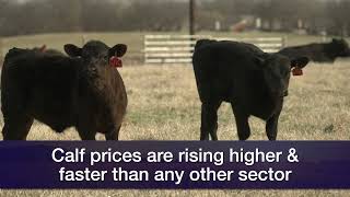 Livestock Marketing March 9, 2024