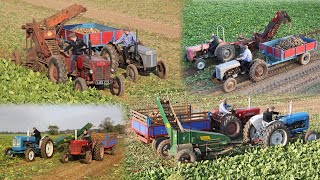 Vintage beet harvesters | Catchpole, Standen, Vicon | MF 35X, Fordson, IH B-250, Ferguson TEF-20