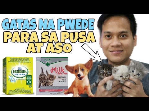 BAWAL AT PWEDE NA GATAS PARA SA MGA PUSA AT ASO | HOW SAFE IS HUMAN MILK IN CATS | KITTEN MILK