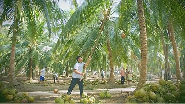 Dừa Bến Tre - Cây trồng có nhiều sản phẩm nhất Việt Nam