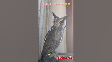 Transformer owl 🦉😱#owl #owlhouse #viral