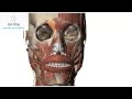 Anatomía de Cara Músculos Faciales (Mímica)