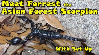 Meet Forrest the Asian Forest Scorpion with Set Up