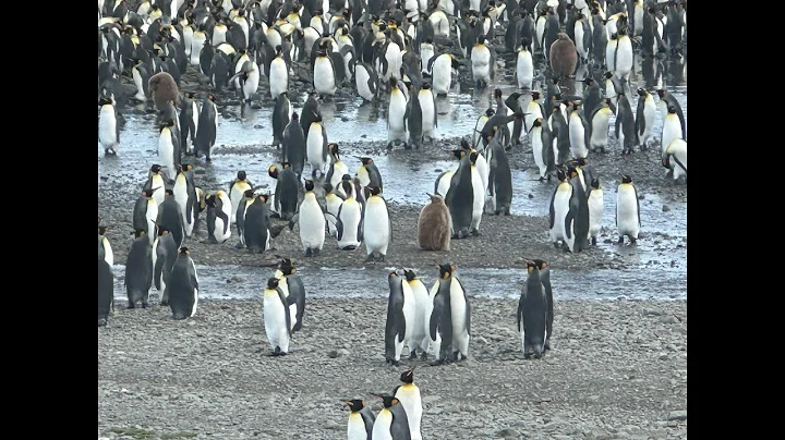 Antarctica 2025 – PART FIVE