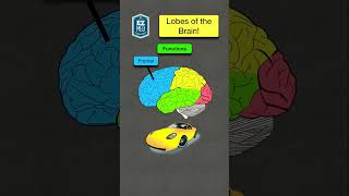 How to Remember Brain Lobes & Functions in 60 seconds! [Nursing Mnemonic] #nursing