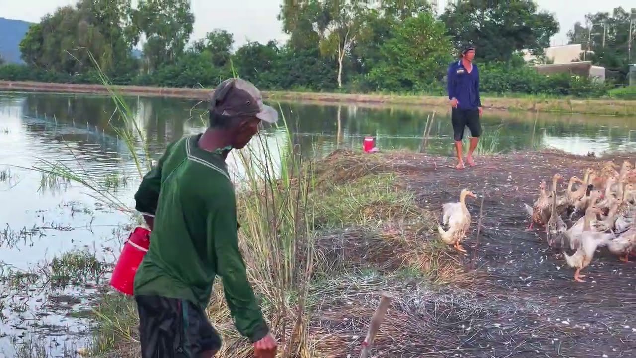 Raising Ducks on Rice Fields: A Solution to Reduce Costs and Increase Profits"farm life