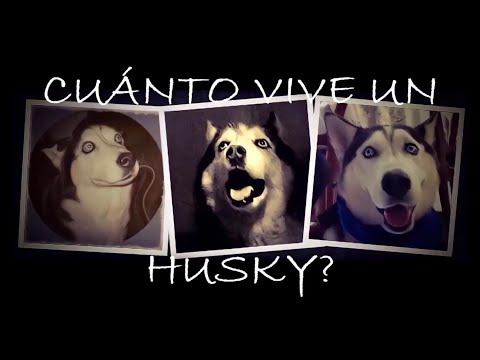 Cuánto vive un Husky? ?? - YouTube Cuánto vive un Husky? ?? - YouTube
