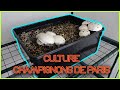  faire pousser des champignons de paris tuto