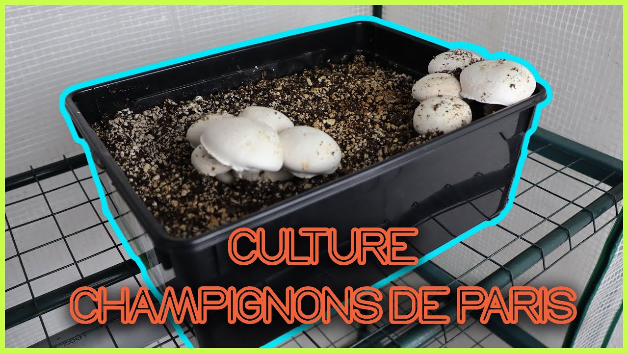 🍄 Faire POUSSER des CHAMPIGNONS de PARIS [TUTO]