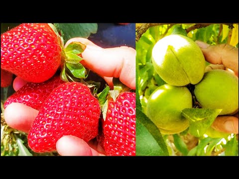 วีดีโอ: ข้อมูล Albion Strawberry - การปลูกและดูแลต้นสตรอเบอร์รี่ Albion