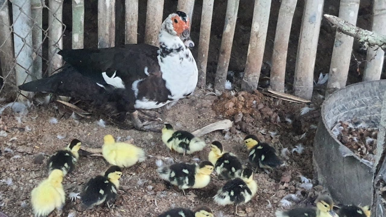 กินอาหารเสร็จเป็ดทำอะไร!?