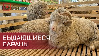 В Каспийске сегодня начала работу Всероссийская выставка племенных овец и коз