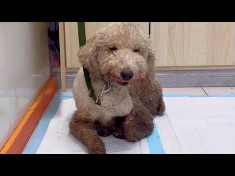 Video: ¿Con qué frecuencia debes bañar a tu perro?