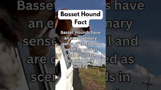 Basset Hound Dog Breed Facts #shorts #pets