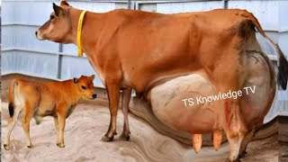 World Heaviest Milking 120 Kg Milk / Day ll Jersey Cows Modern Dairy Farm  #Jersey_Cows #Dairy_Farm