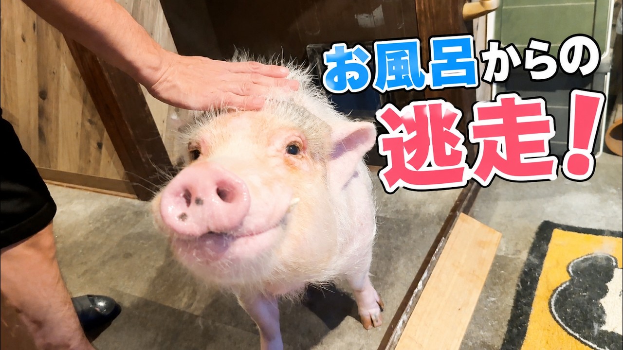 お風呂はおとなしかったのに、出てから逃走を図るミニブタつくね