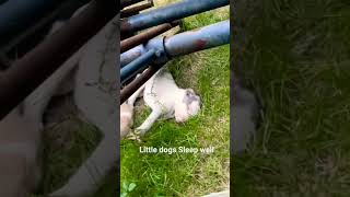 little dogs sleep well