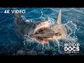 GREAT BARRIER REEF | Hidden Hunters of the Coral Reef | 4K Animal Documentary