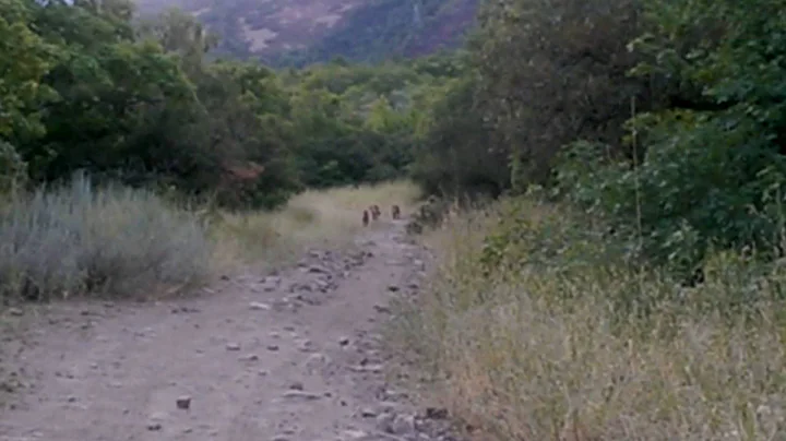 3 cougars in Mapleton